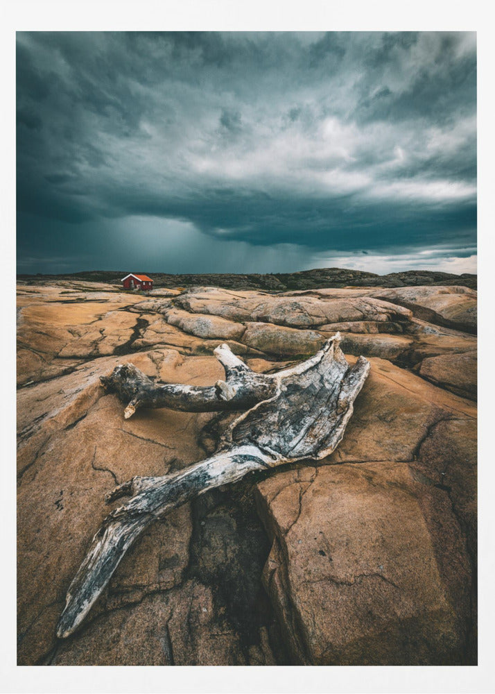 Drift wood | Poster
