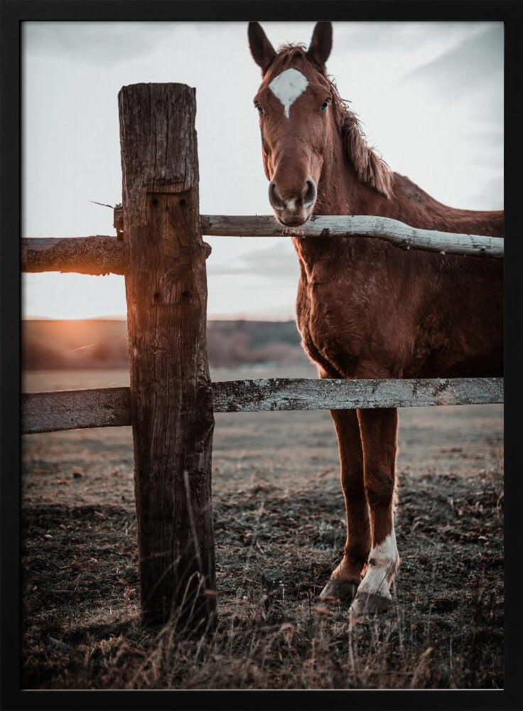Horse Farm in Skároš, Slovakia | Poster