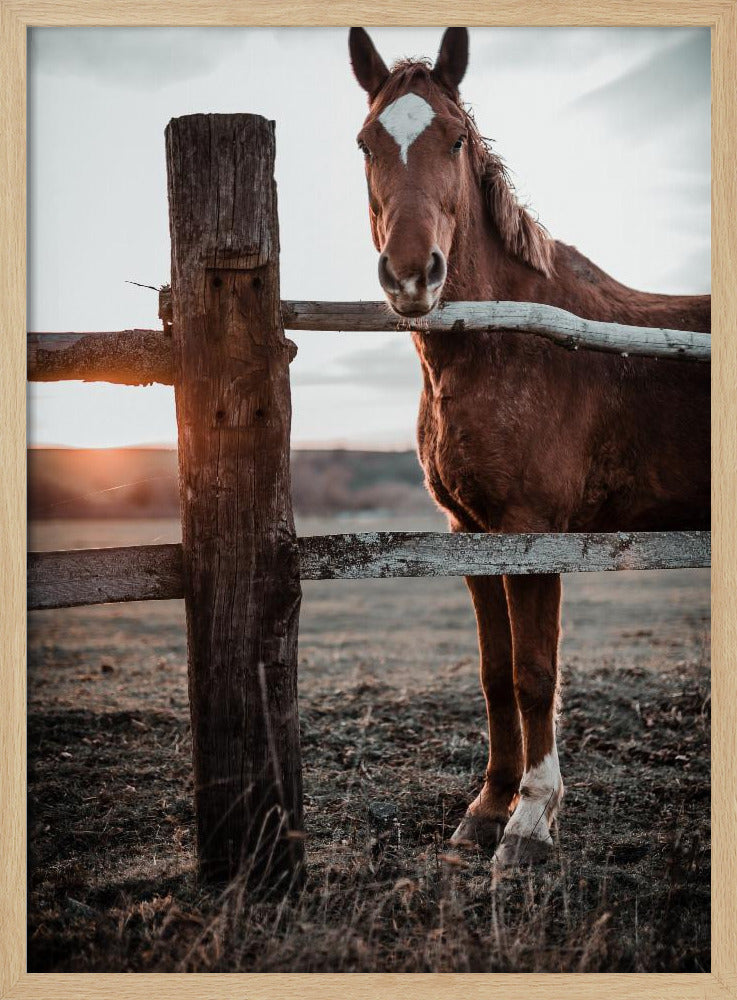 Horse Farm in Skároš, Slovakia | Poster
