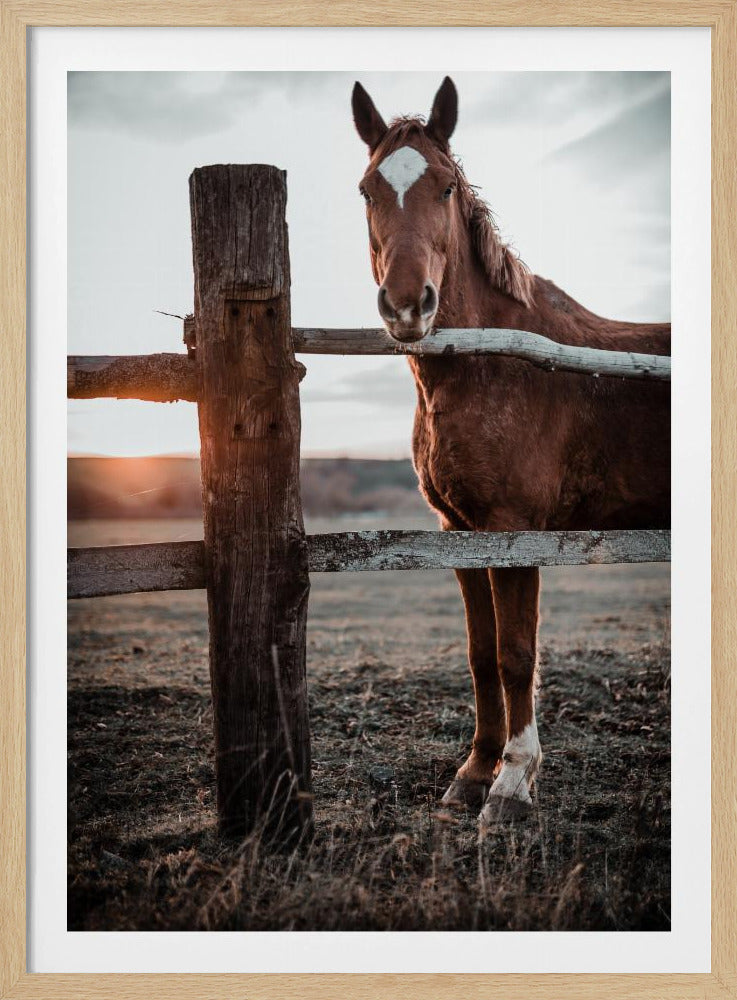Horse Farm in Skároš, Slovakia | Poster