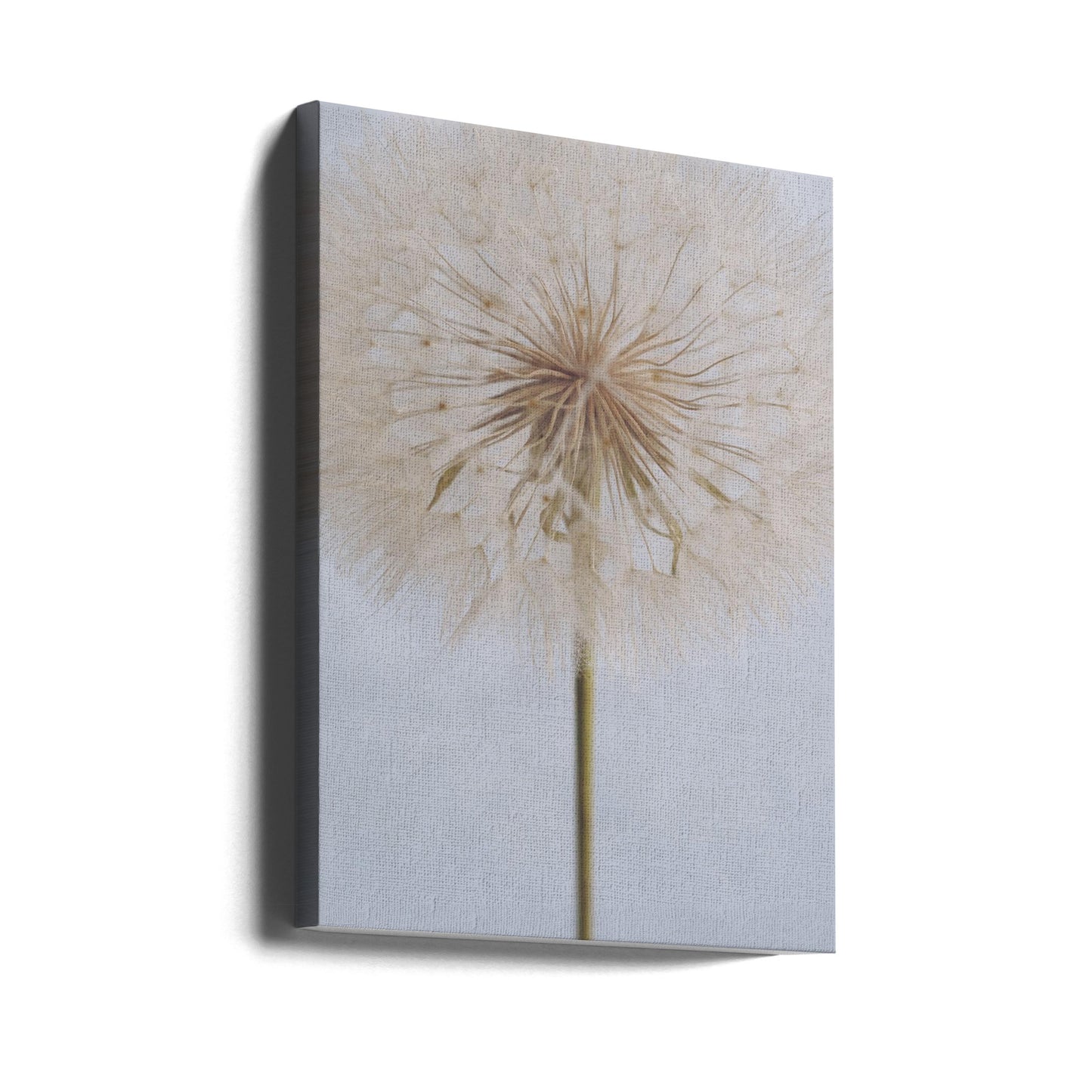 Zarte Pusteblume | Leinwand-Bilder