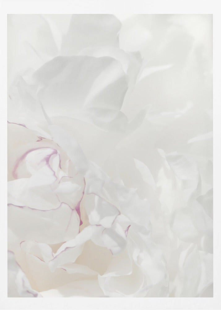 Peony 21 | Poster