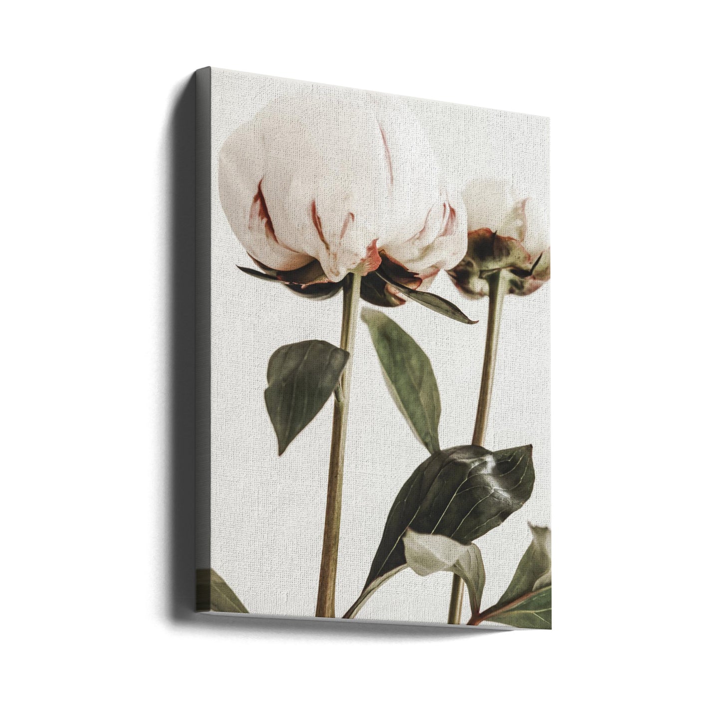 Pivoine 24 | Tableaux sur Toile