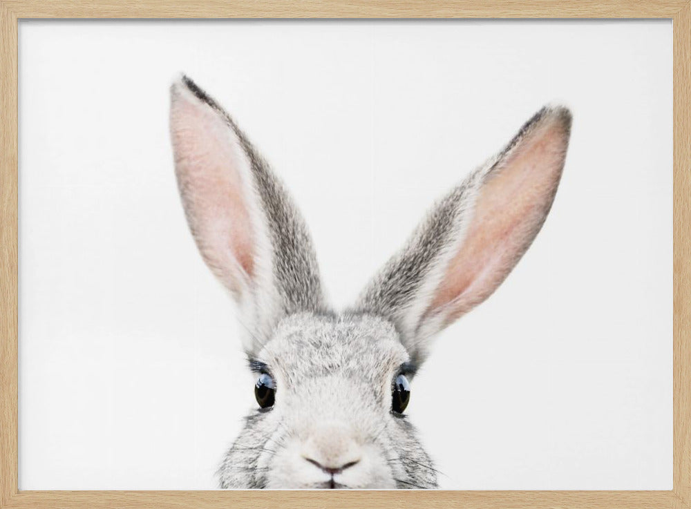Glurende Konijn | Posters - Kunstdrukken