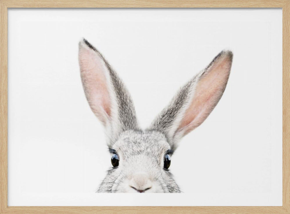 Glurende Konijn | Posters - Kunstdrukken