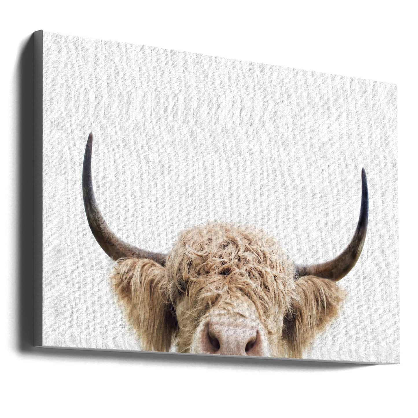 Mucca che sbircia | Stampe su Tela
