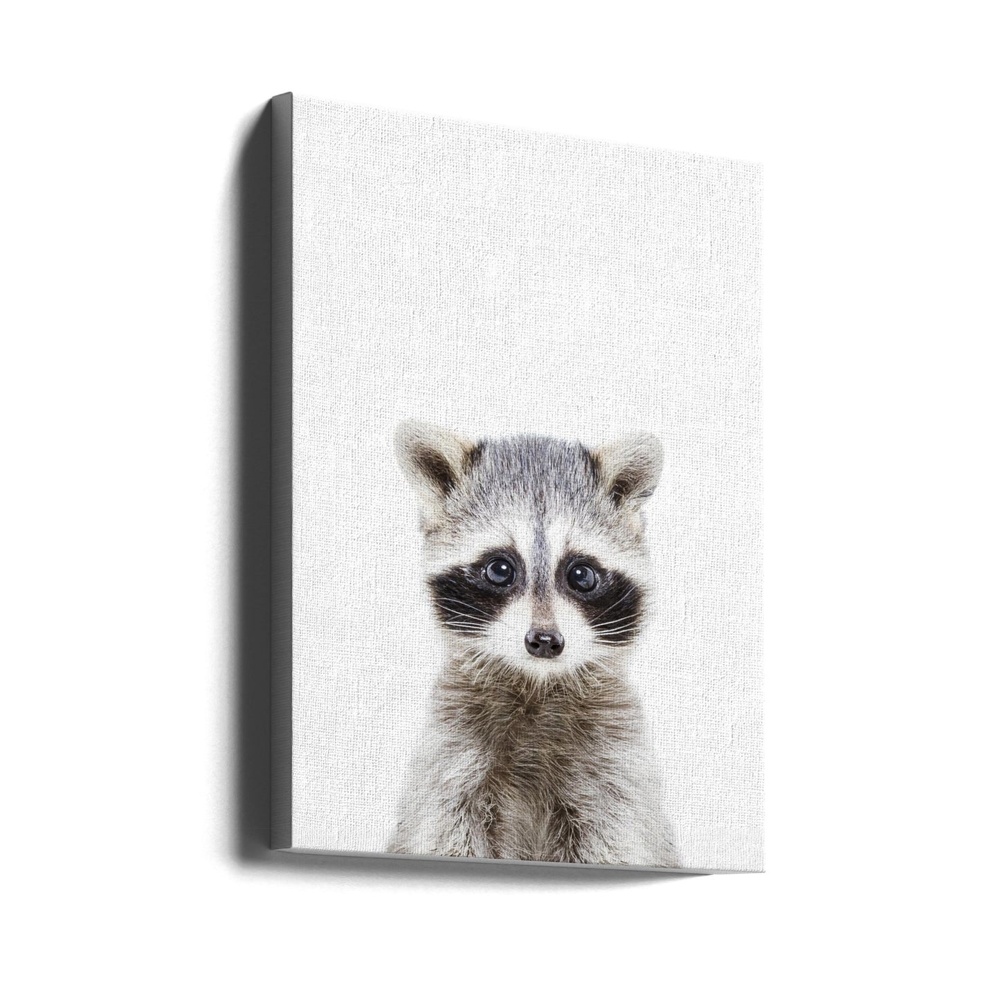 Waschbärbaby | Leinwand-Bilder