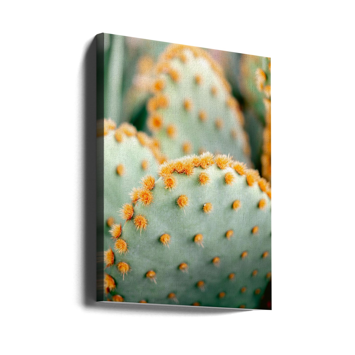 Orange och grönt II - Marrakech botanisk fotografi | Canvastavla