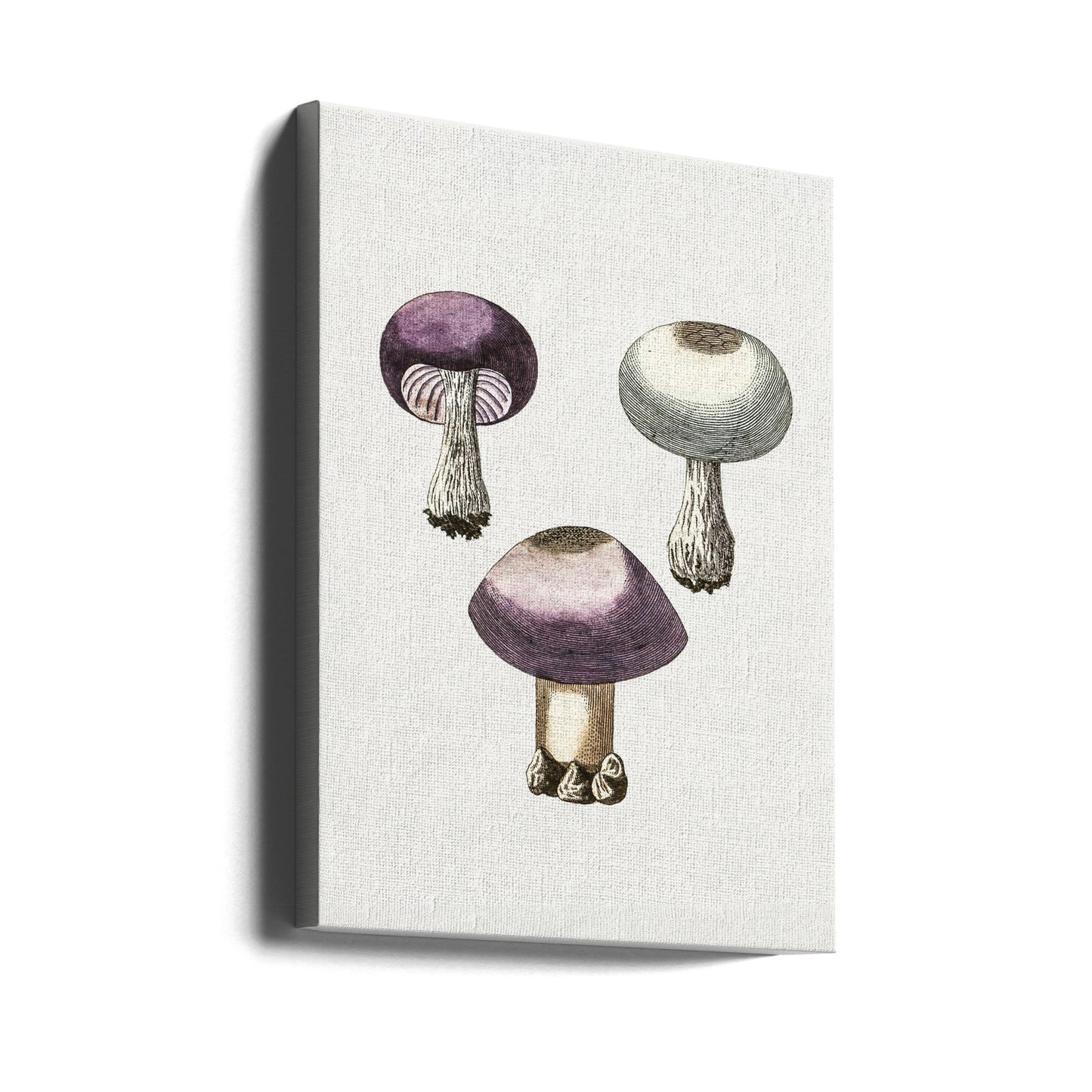 Champignon violet Webcap dessiné à la main | Tableaux sur Toile