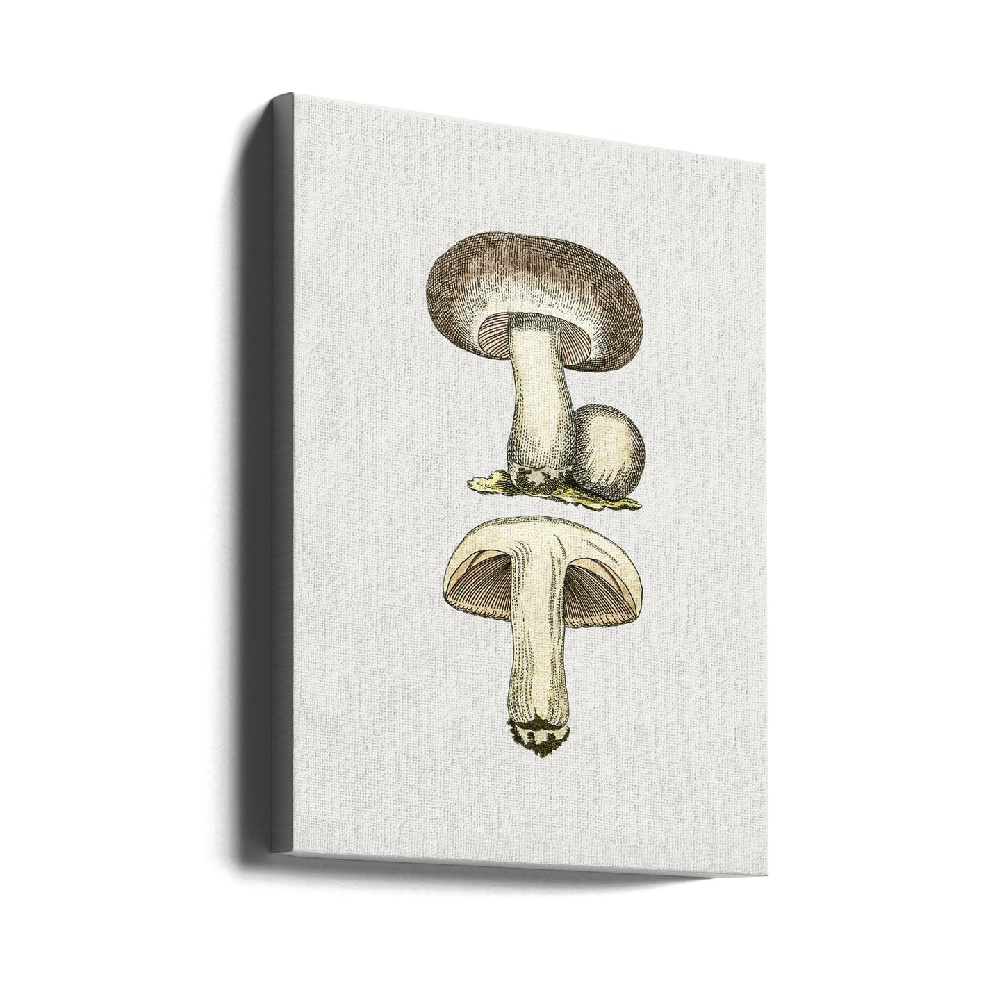 Champignon des champs dessiné à la main gris | Tableaux sur Toile