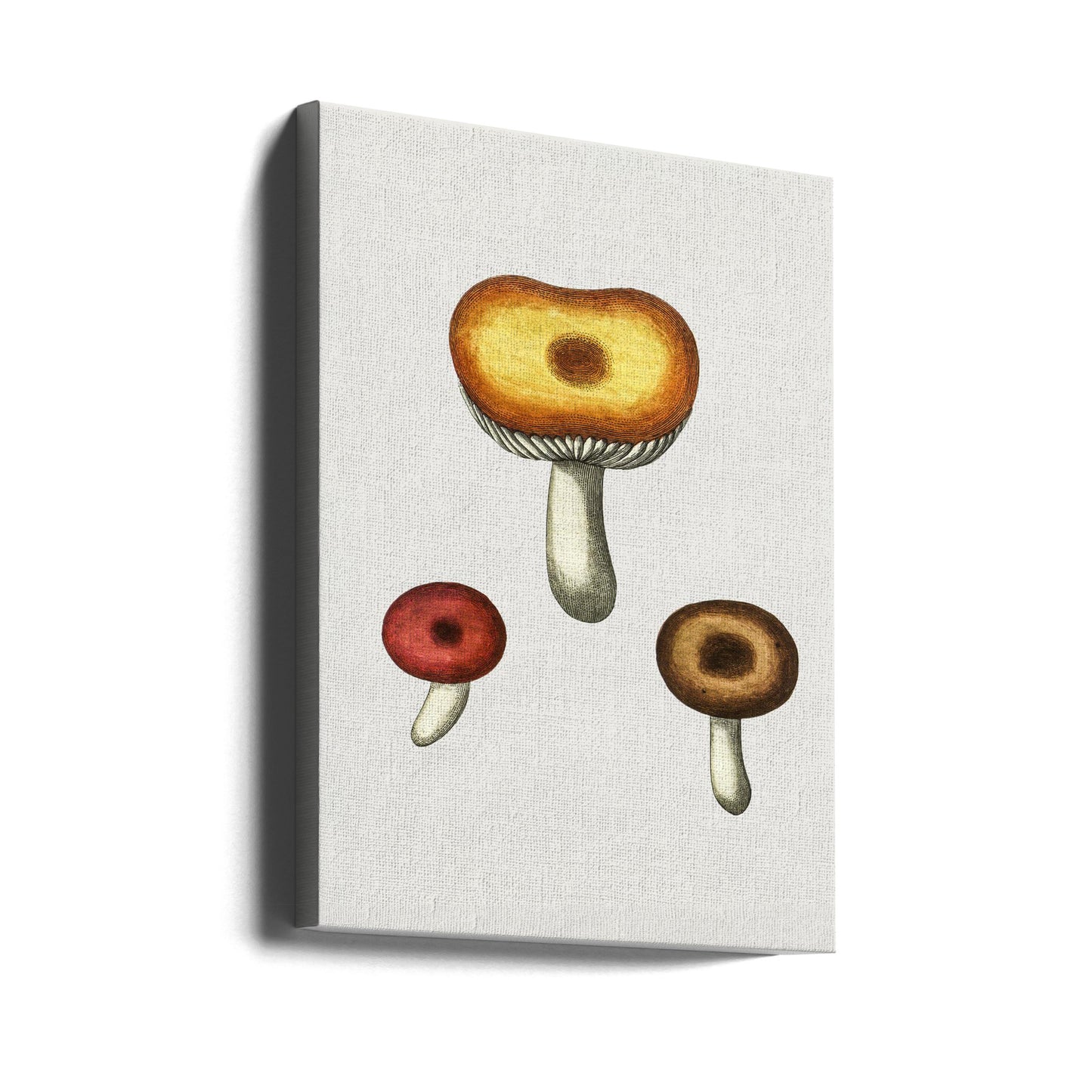 Champignon Galerina dessiné à la main | Tableaux sur Toile