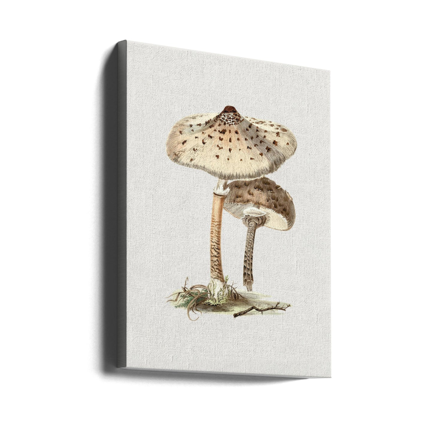 Champignon parasol dessiné à la main | Tableaux sur Toile