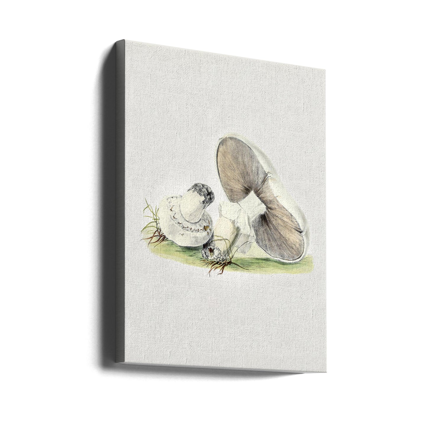 Cheval champignon dessiné à la main debout | Tableaux sur Toile