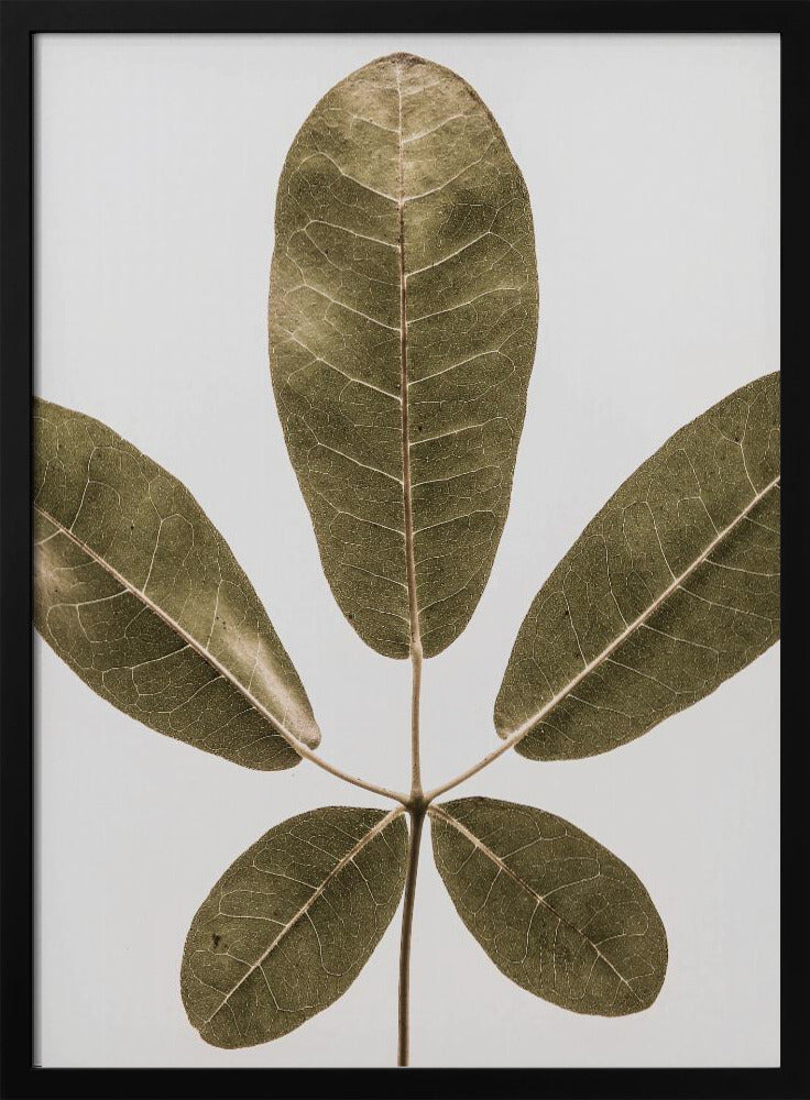 Herbstblatt | Poster