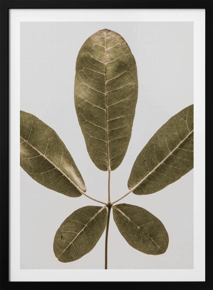 Herbstblatt | Poster