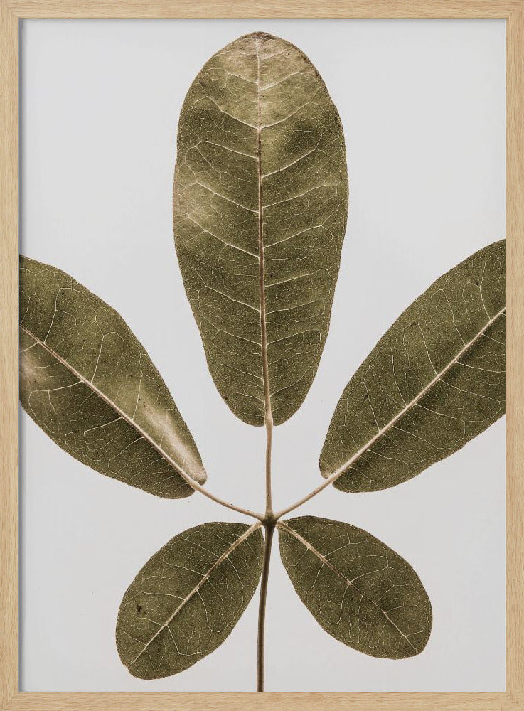 Herbstblatt | Poster