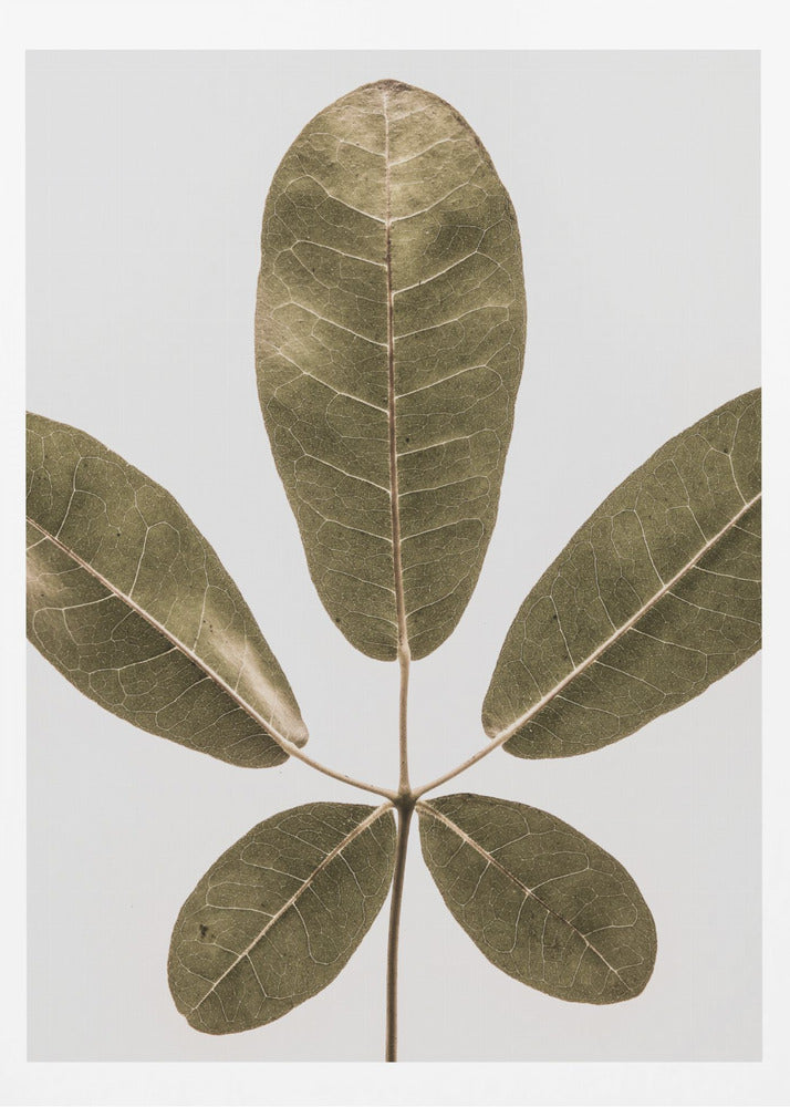 Herbstblatt | Poster