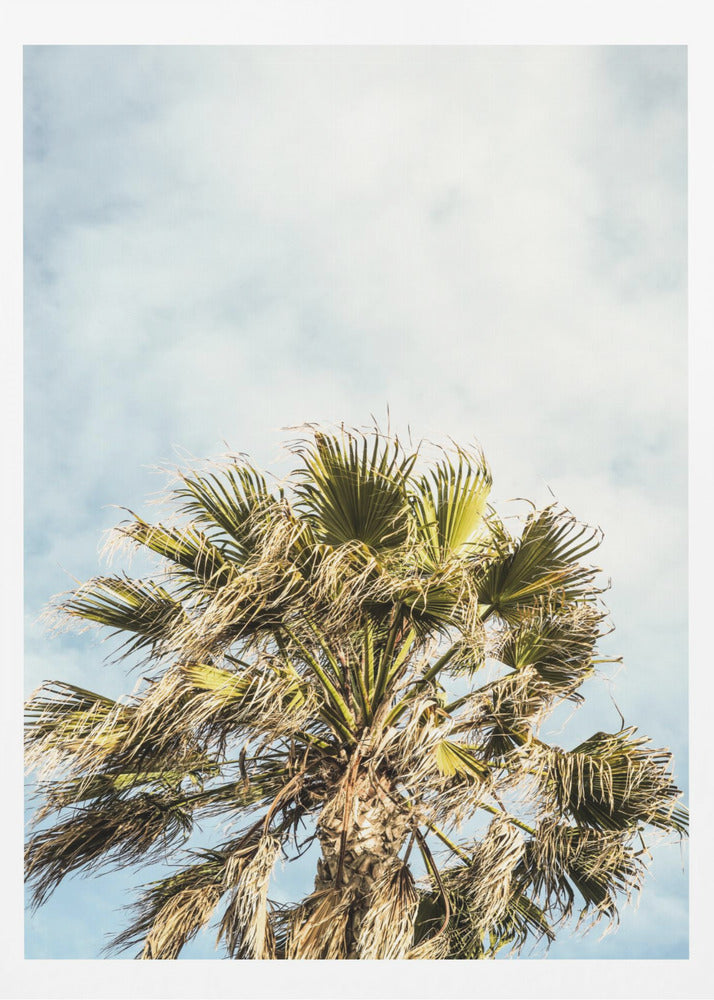 Sunlit Fronds | Poster
