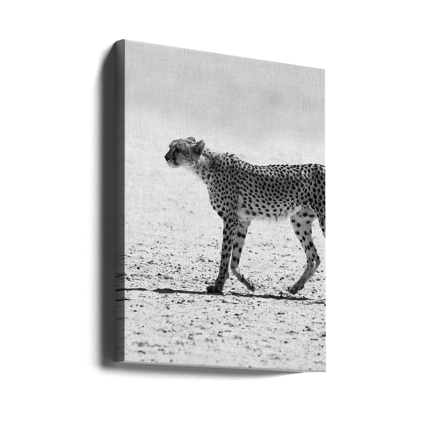 Gepard | Leinwand-Bilder