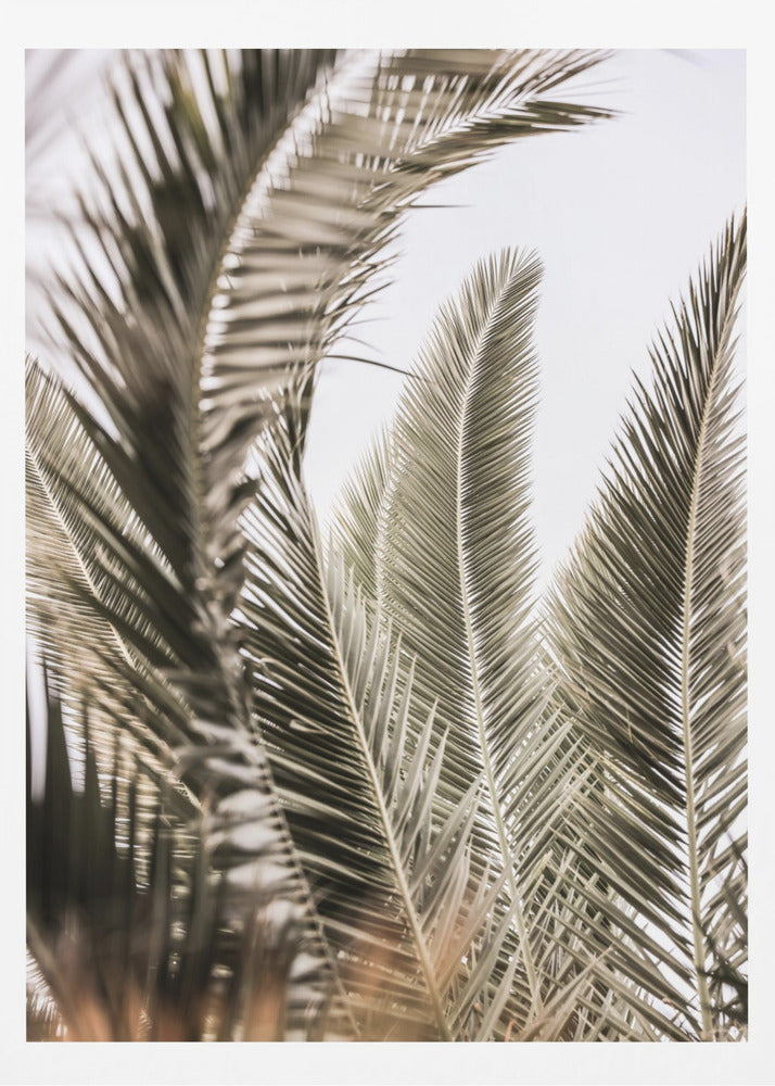Whispers of Palms | Poster