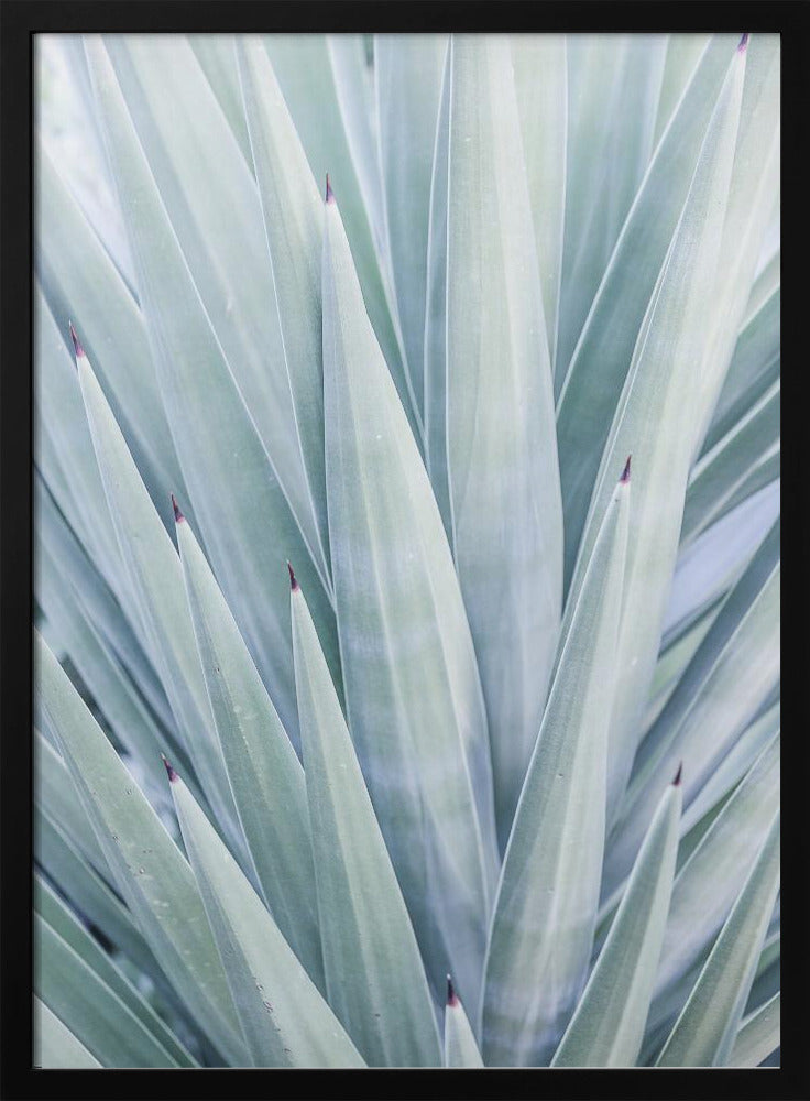 Azurblauer Agaventanz | Poster