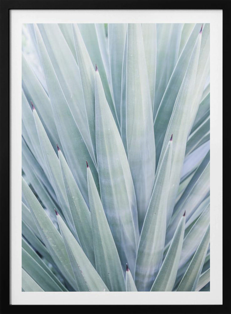 Azurblauer Agaventanz | Poster