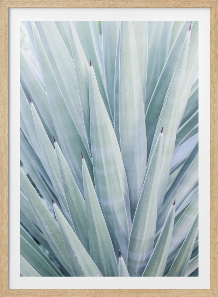 Azurblauer Agaventanz | Poster