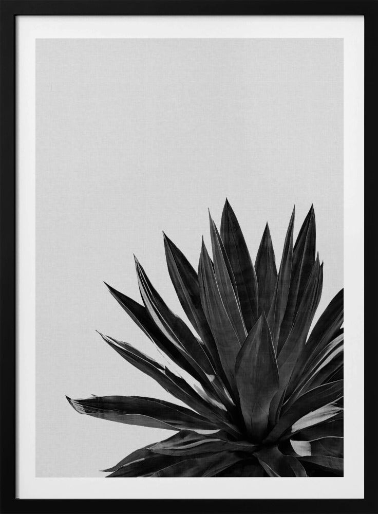 Agave Cactus Black & White | Poster