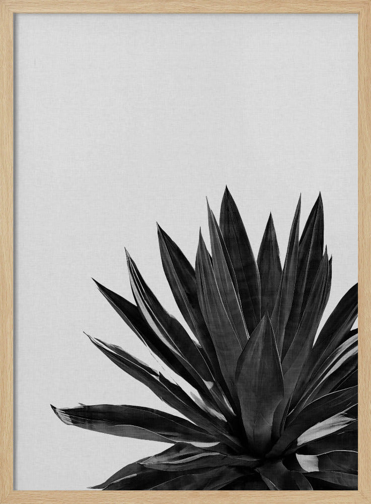 Agave Cactus Black & White | Poster