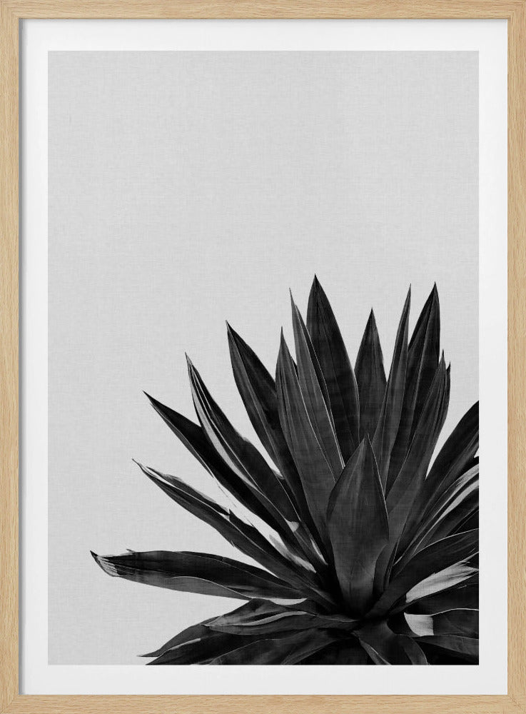 Agave Cactus Black & White | Poster