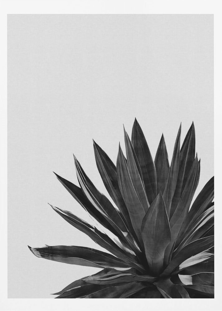 Agave Cactus Black & White | Poster