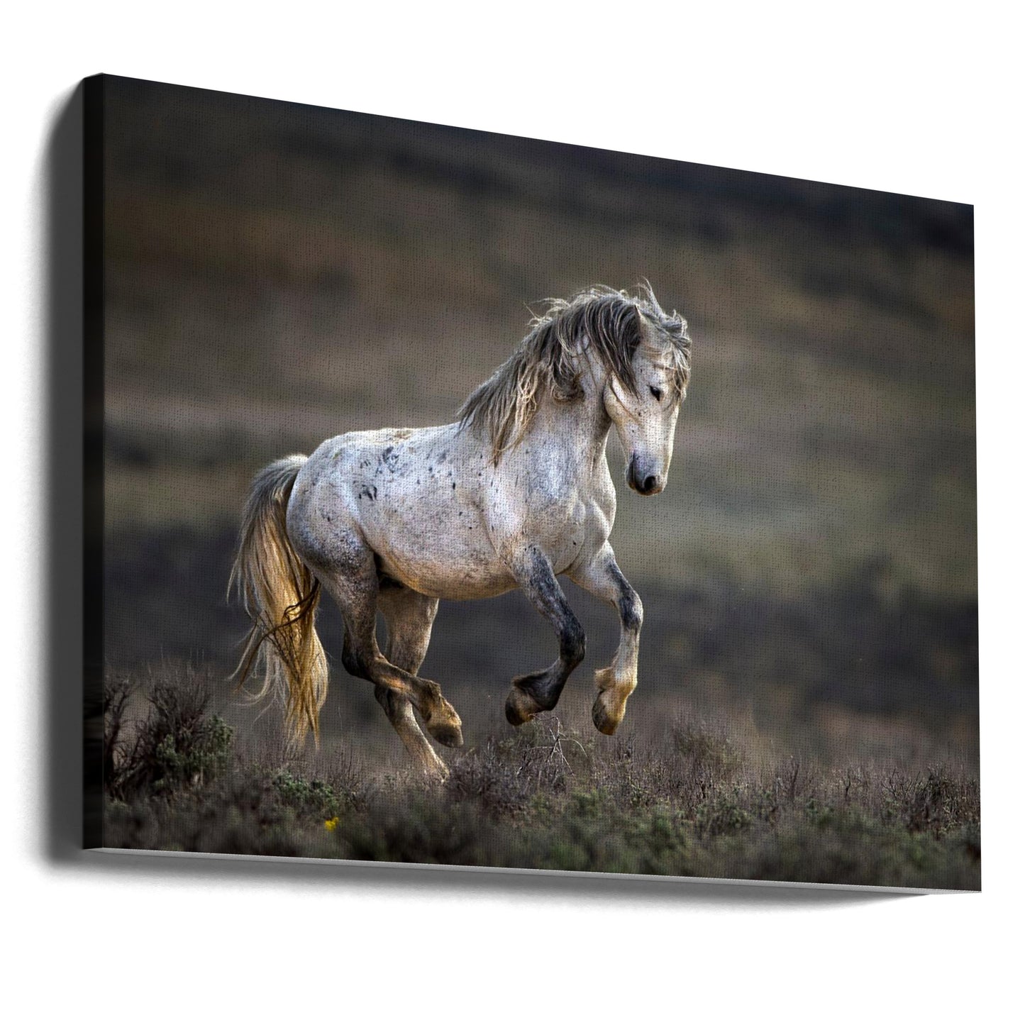 Mustang, vild hest / Equus ferus caballus | Lærredsbilleder