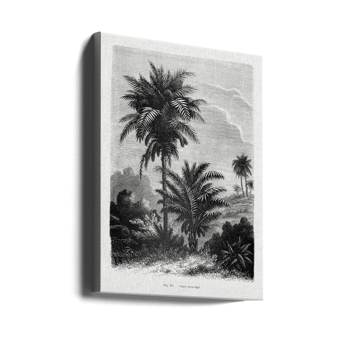 Vintage Palm Tree Drawing V | Canvas