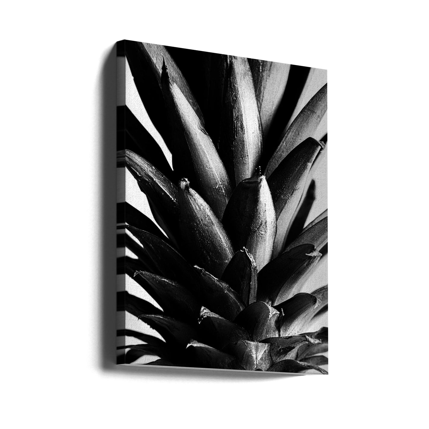 Pino B&W | Stampe su Tela