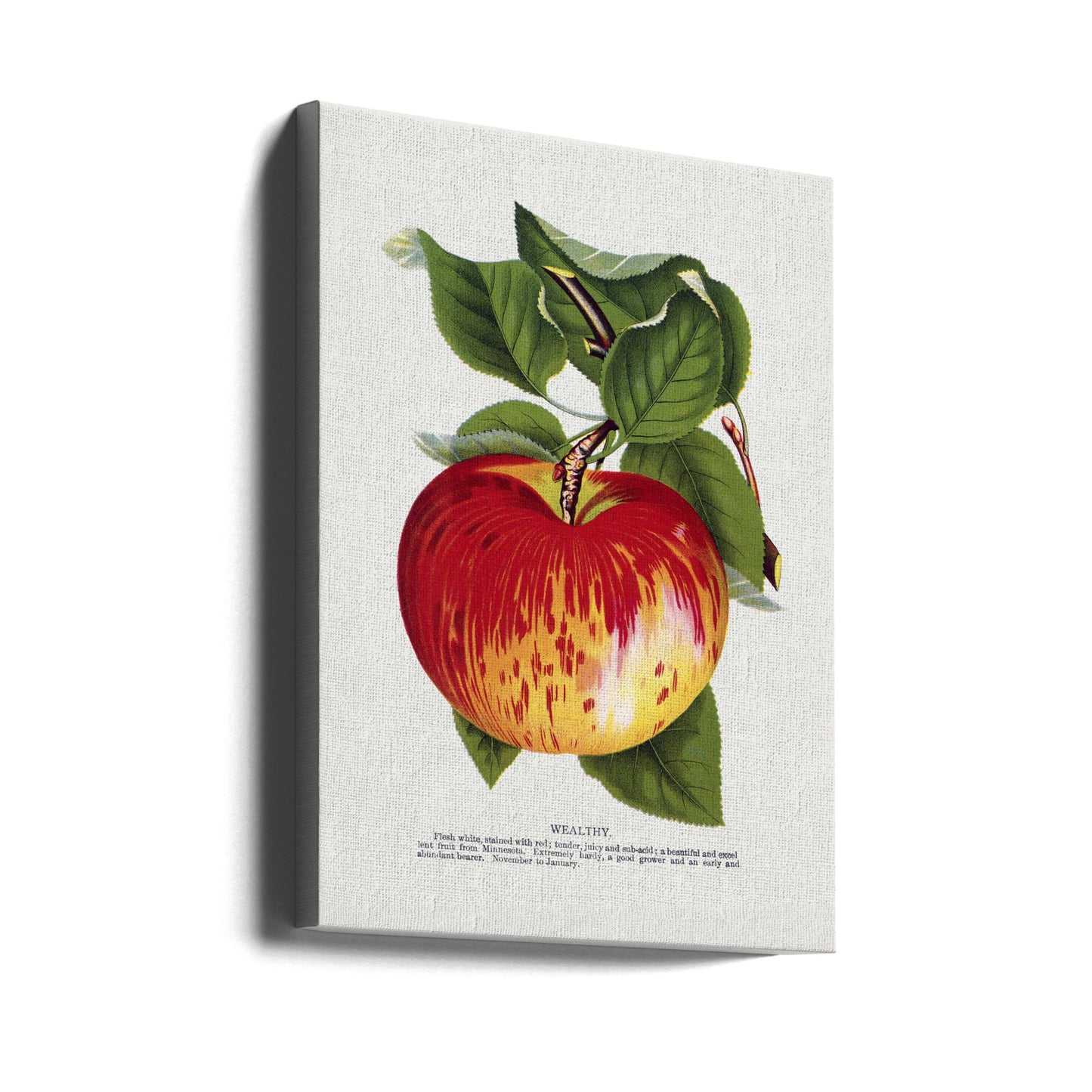 Lithografie „Wealth Apple“ | Leinwand