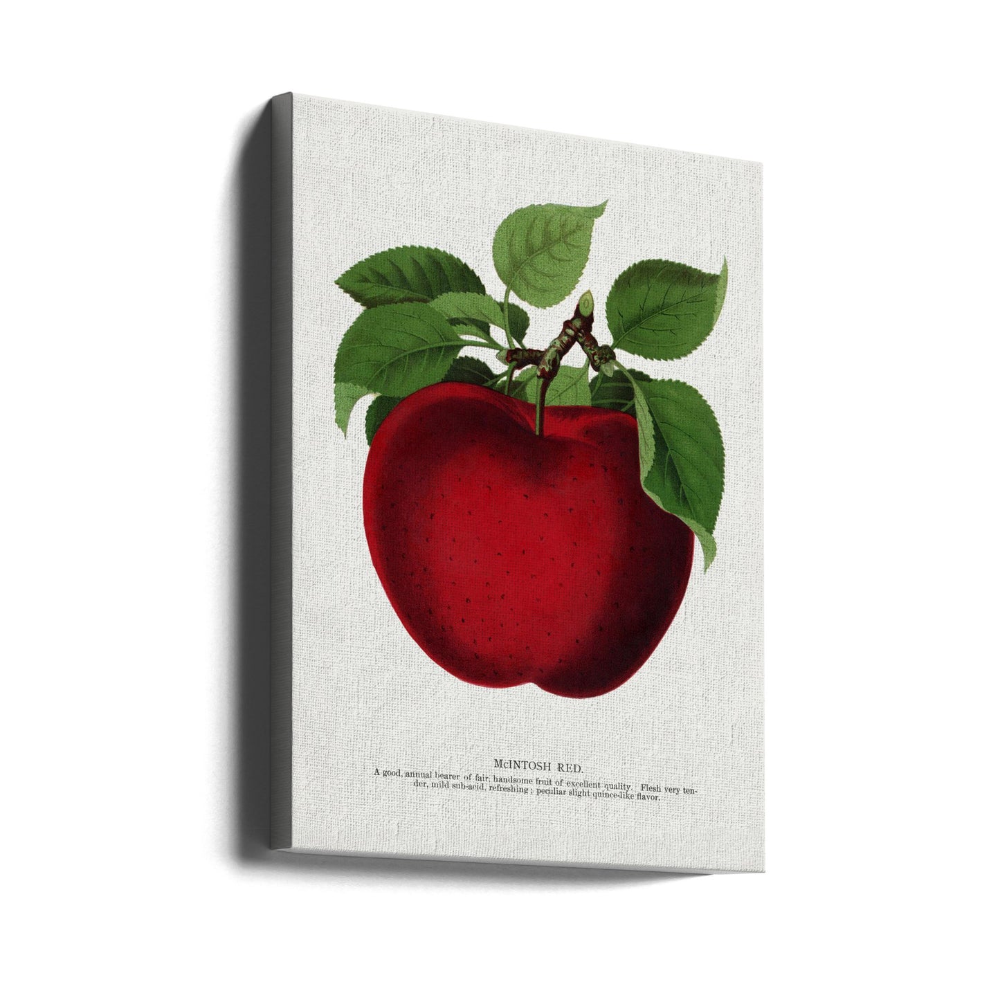 Mcintosh Red Apple Lithograph | Canvas