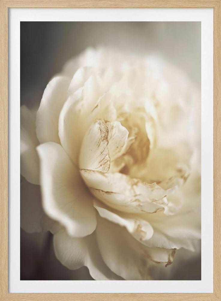 Peonyinsoftlight | Poster