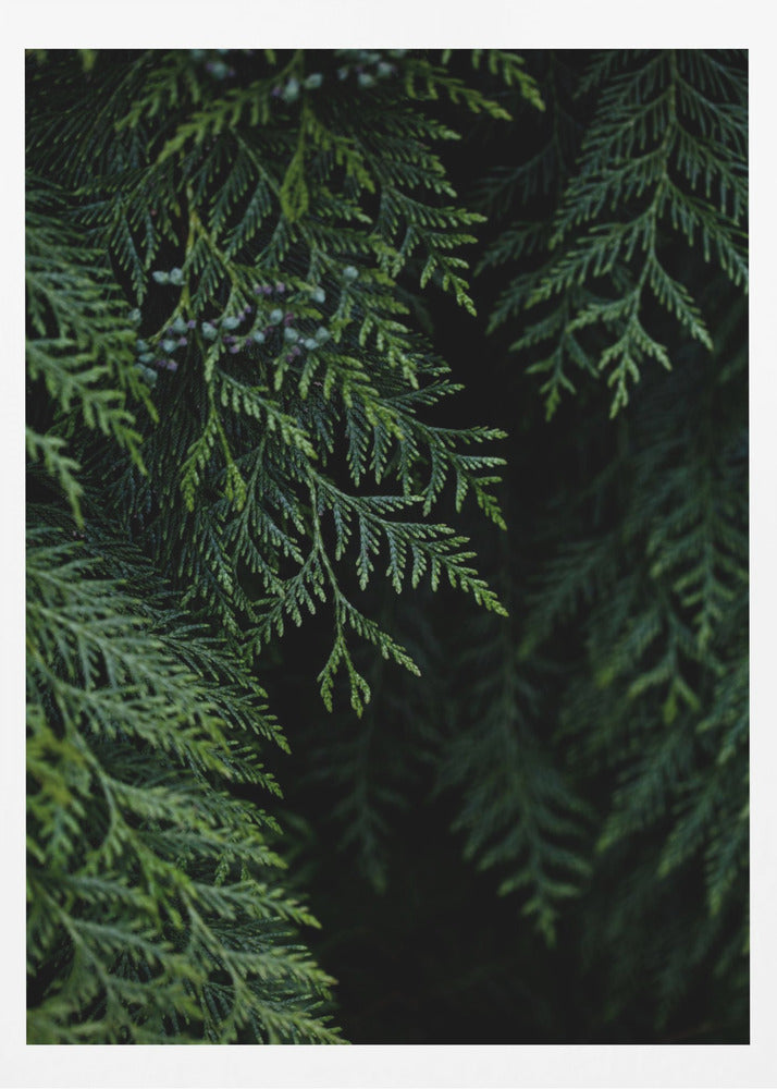 Winter Branches 3 | Poster