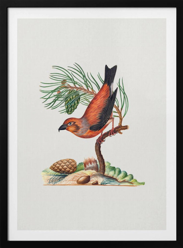 Red Crossbill | Poster