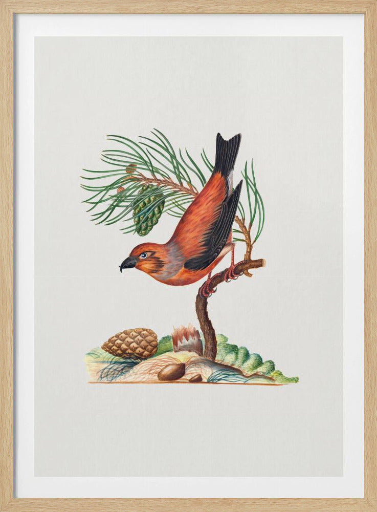 Red Crossbill | Poster