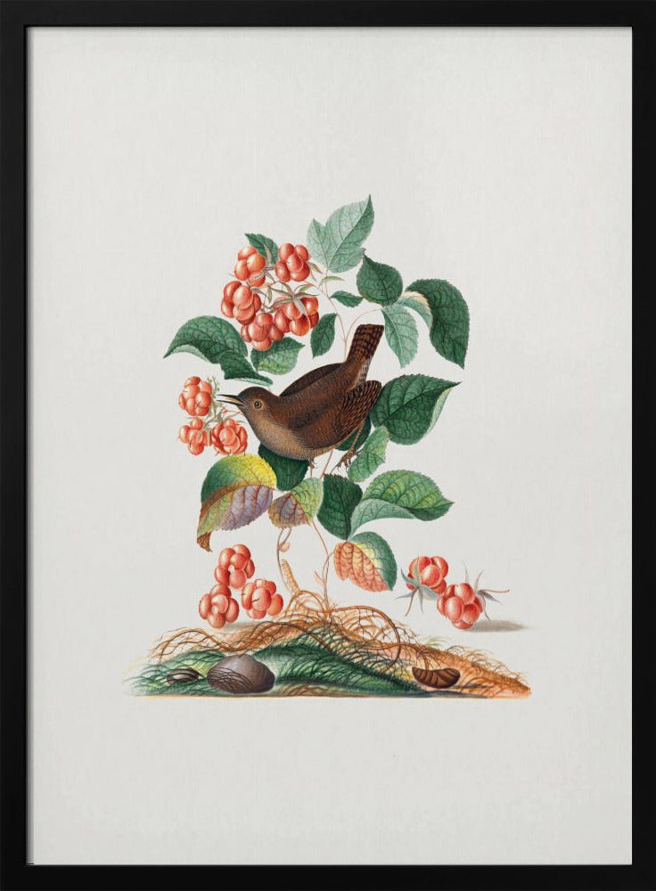 Eurasian Wren | Poster