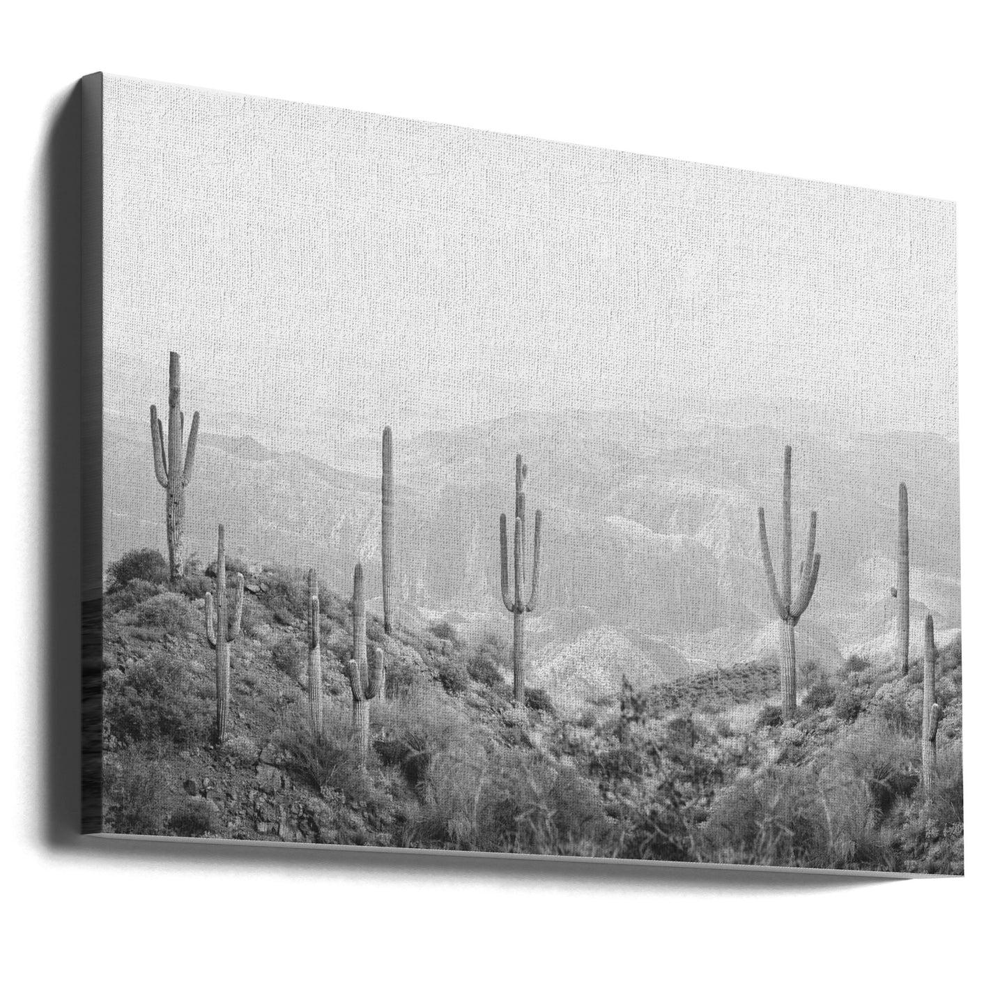 Västlig kaktus | Canvas