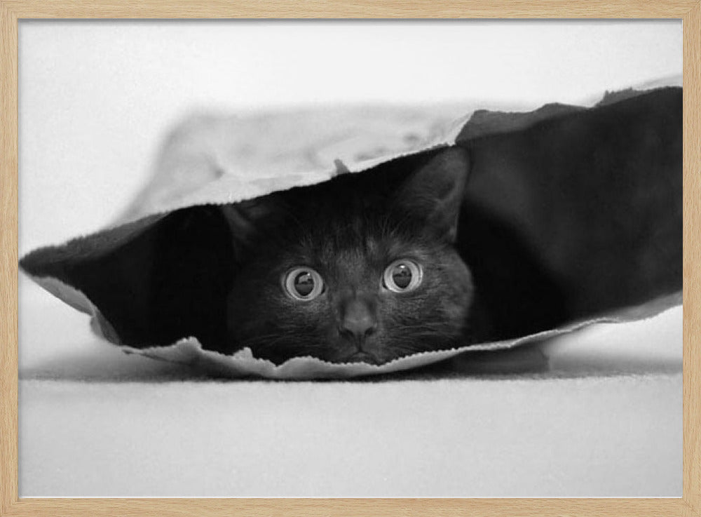 Katze im Sack | Poster - Kunstdruck