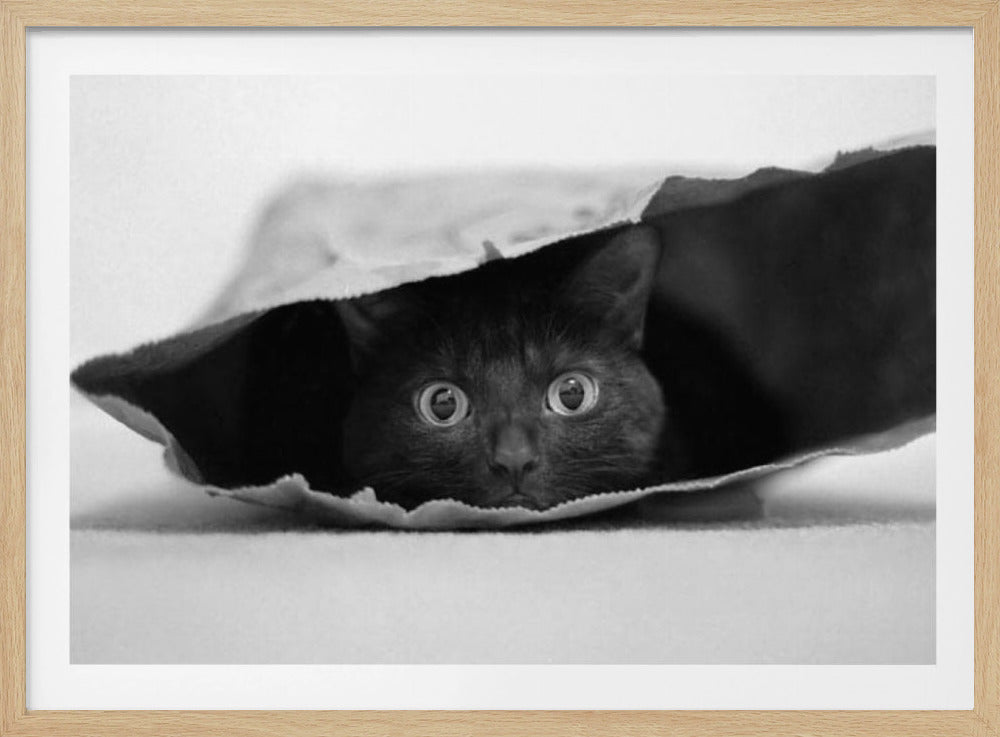 Katze im Sack | Poster - Kunstdruck