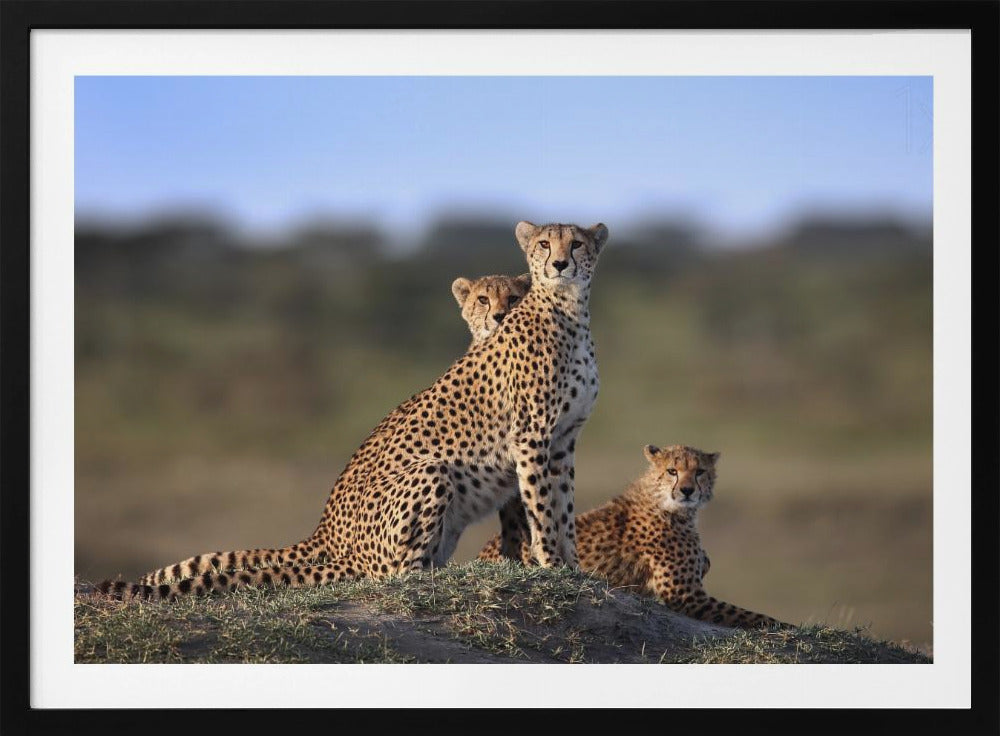 Geparder Familie | Plakater - Kunsttryk