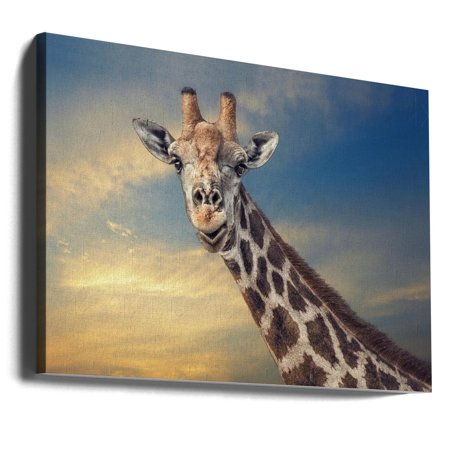 the friendly giant | Canvas