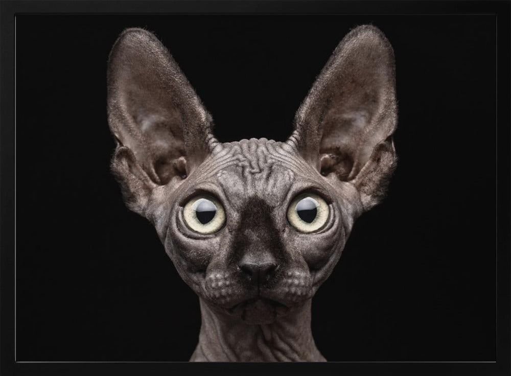 Sphynx kat | Posters - Kunstdrukken
