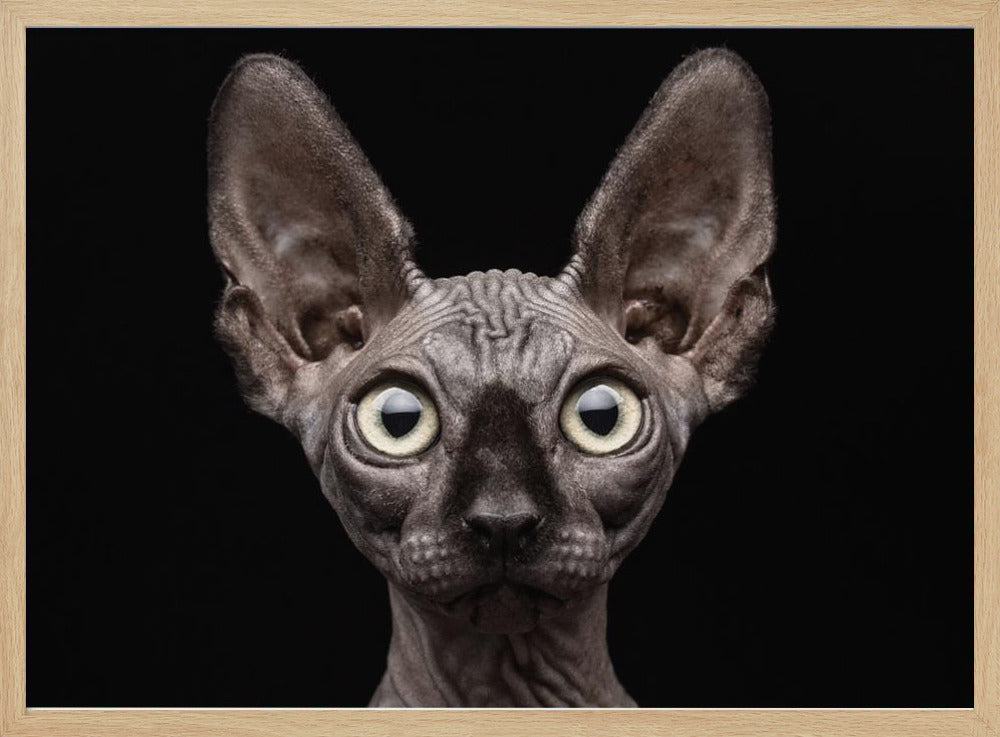 Sphynx kat | Posters - Kunstdrukken