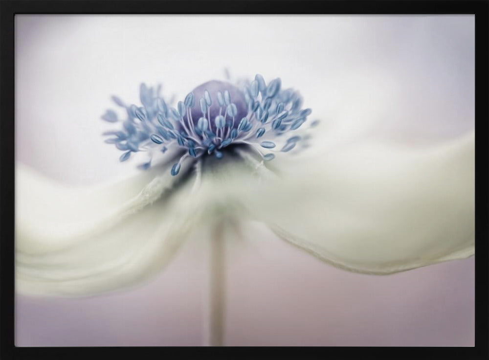 anemone | Poster - Stampe d’Arte