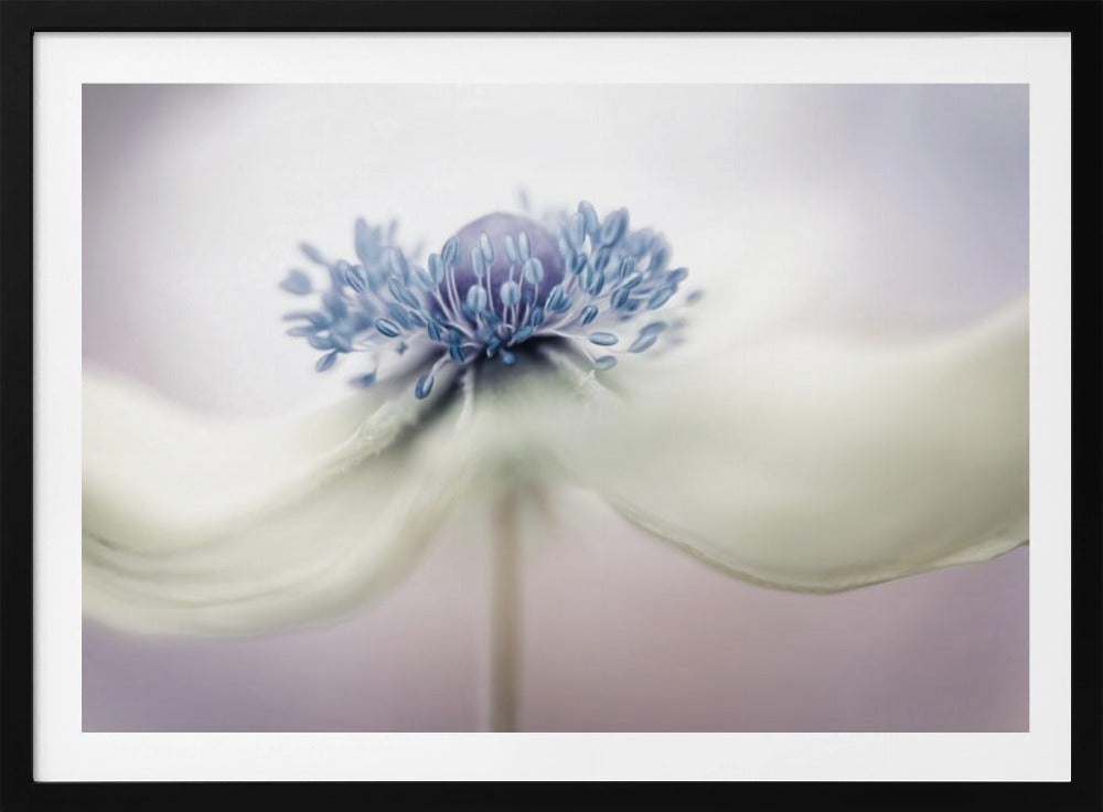 anemone | Poster - Stampe d’Arte